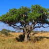 Kigélia en Poudre